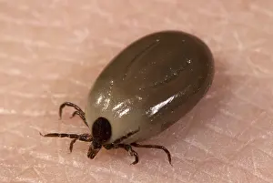 Tick: Engorged Ixodes Tick