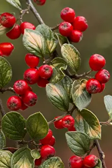 Cotoneaster: Engraved Cotoneaster (Cotoneaster insculptus)