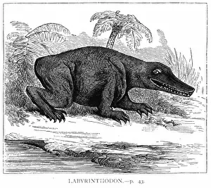 Early: Engraving of a Labyrinthodont