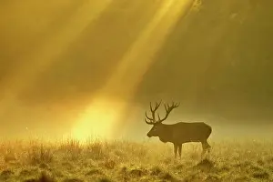 Massive: Enormous Red deer (Cervus elaphus), Sunrise with