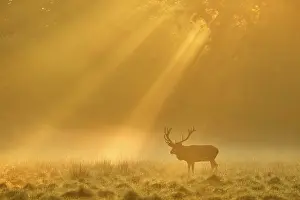 Massive: Enormous Red deer (Cervus elaphus), Sunrise with
