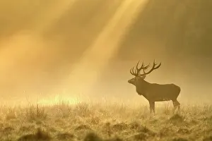 Massive: Enormous Red deer (Cervus elaphus), Sunrise with