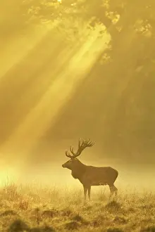 Massive: Enormous Red deer (Cervus elaphus), Sunrise with