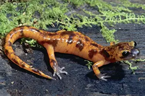 Overlapping: Ensatina Salamander Intergrade