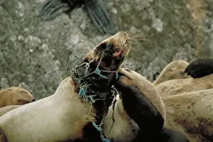 Steller: Entangled steller sea lion