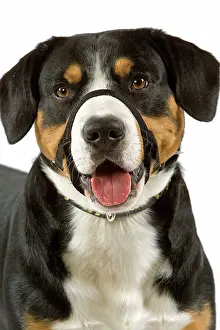 Bouvier: Entelbuch Mountain Dog. Also know as Entelbucher