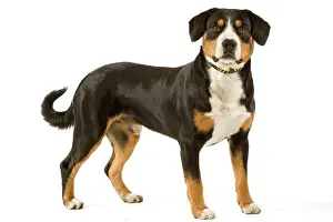 Bouvier: Entelbuch Mountain Dog. Also know as Entelbucher