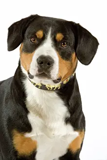 Bouvier: Entelbuch Mountain Dog. Also know as Entelbucher