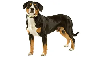 Bouvier: Entelbuch Mountain Dog. Also know as Entelbucher