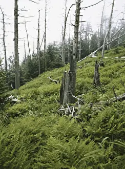 Devastated: Environmental Devastation