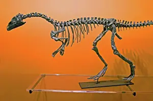 Primitive: Eoraptor Dinosaur