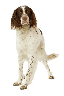 Epagneul: Epagneul Francais - in studio. Also know as French Spaniel