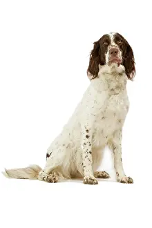 Epagneul: Epagneul Francais - in studio. Also know as French Spaniel