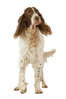 Epagneul: Epagneul Francais - in studio. Also know as French Spaniel