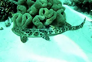 Epaulette: Epaulette Shark
