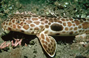 Epaulette: Epaulette Shark