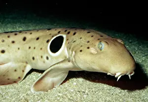 Epaulette: Epaulette SHARK