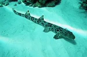 Epaulette: Epaulette Shark - common in tropical Indo-pacific