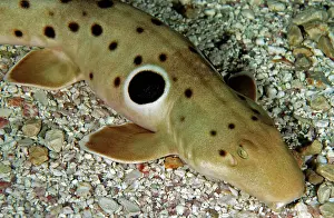 Epaulette: Epaulette Shark - tropical marine