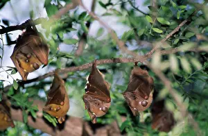 Pteropodidae: EPAULETTED FRUIT BAT - five, roosting in tree