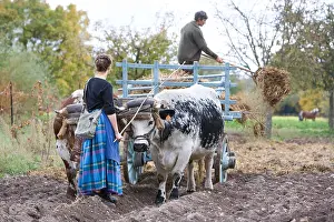 Beef: Ependage manure and yoke of oxen Vosges Alsace