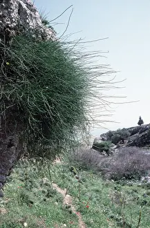 Joint: EPHEDRA - joint pine