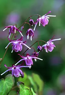 Grandiflorum: Epimedium