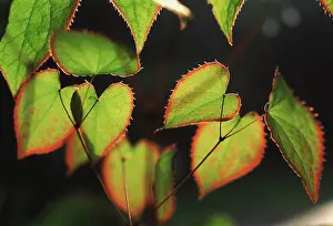 Radiant: Epimedium