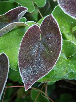 Flowerphotos: Epimedium, Epimedium x versicolor Sulphureum