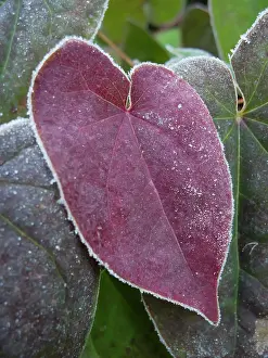 Flowerphotos: Epimedium, Epimedium x versicolor Sulphureum