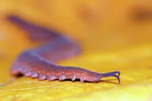 Worms: Epiperipatus isthmicola (Epiperipatus isthmicola)