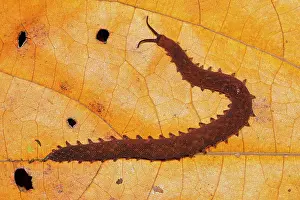 Worms: Epiperipatus isthmicola (Epiperipatus isthmicola)
