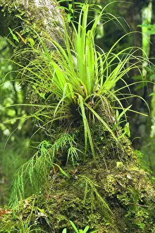 Epiphyte: Epiphytes - grass-like epiphyte and different kinds