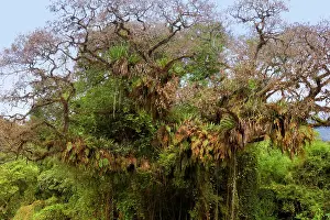 Mixture: Epiphytes on a tree - a mixture of epiphytic fern
