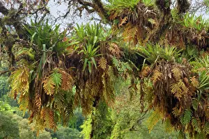 Mixture: Epiphytes on a tree - a mixture of epiphytic fern