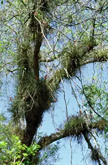 Bromeliads: EPIPHYTIC BROMELIADS & LIANAS