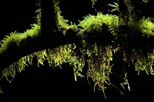 Epiphytic: Epiphytic Moss - hanging from twigs and branches