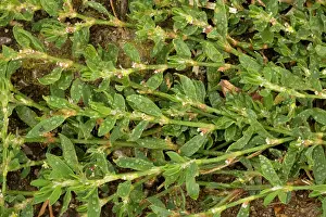 Polygonum: Equal-leaved knotgrass
