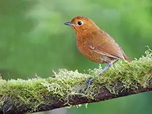 Dwelling: Equatorial Antpitta Grallaria saturata Ecuador