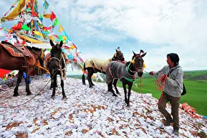 Lapste: Equestrian Festival Lapste
Before racing, the