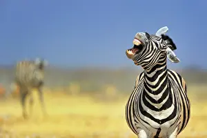 Laugh: Equus burchelli Equus burchellii Equus quagga E