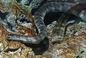 Laticauda: Erabu Sea Snake - from the coasts of southern Japan
