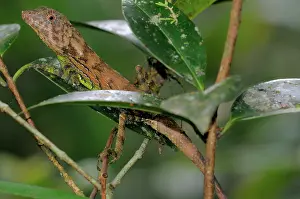 Sinharaja: Erdelen's Horned lizard