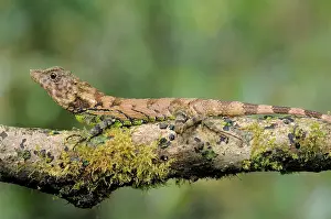 Sinharaja: Erdelen's Horned lizard