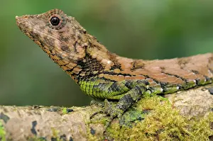 Sinharaja: Erdelen's Horned lizard