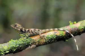 Sinharaja: Erdelen's Horned lizard