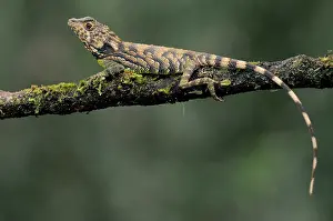 Sinharaja: Erdelen's Horned lizard