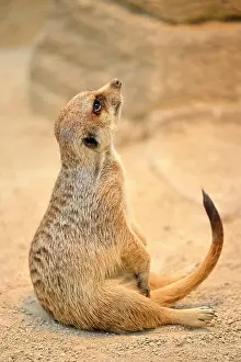 Lookout: Erdmannchen (Suricata suricatta), captive, halt
