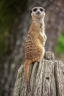 Lookout: Erdmannchen (Suricata suricatta), halt Ausschau
