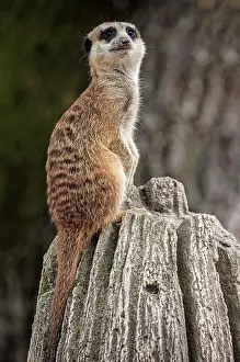 Lookout: Erdmannchen (Suricata suricatta), halt Ausschau